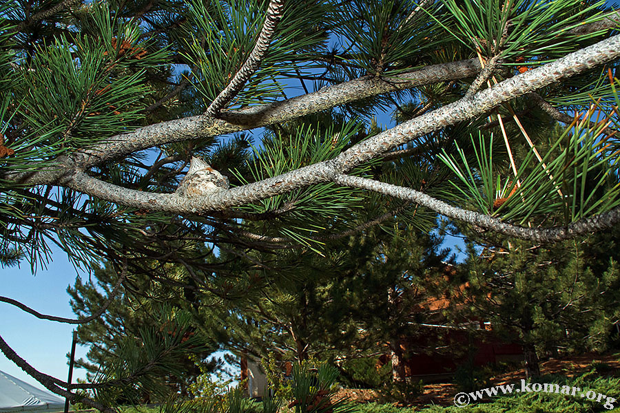 hummingbird nest 0623e