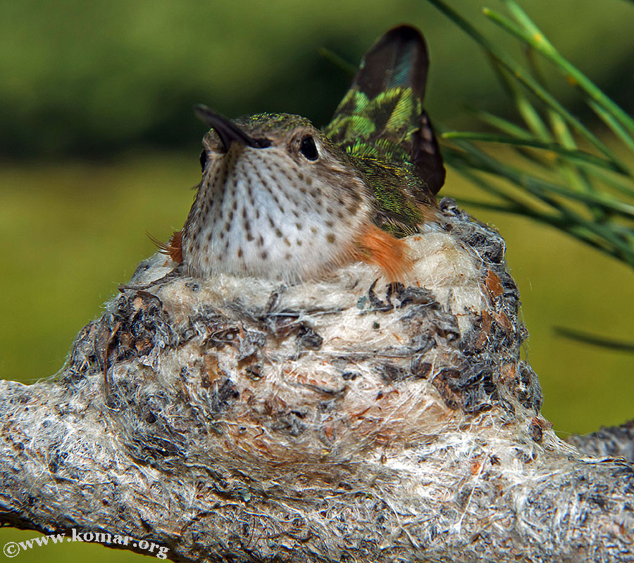 hummingbird nest 0623d