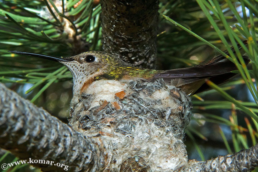 hummingbird nest 0623b