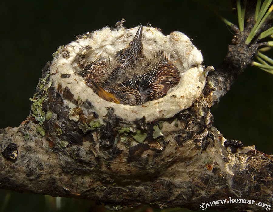 hummingbird nest 0712c