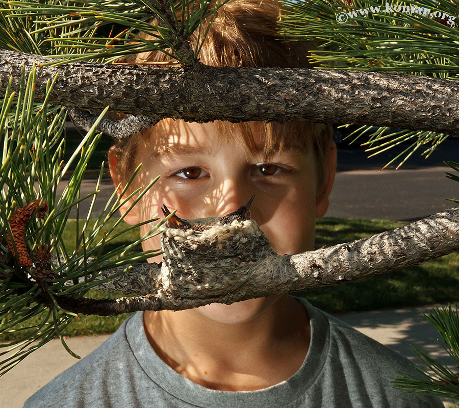 hummingbird nest 0715c