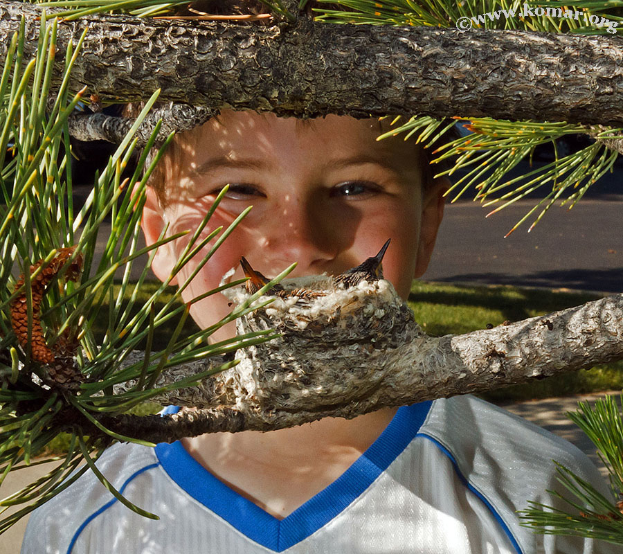 hummingbird nest 0715d