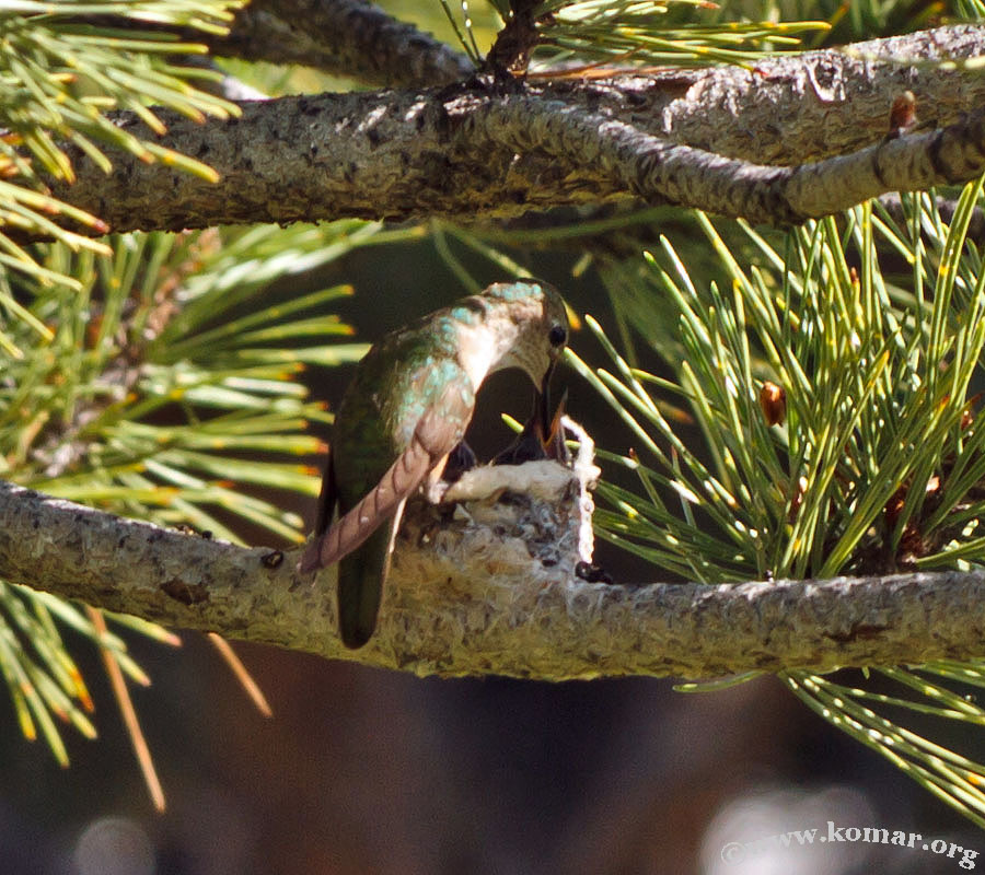 hummingbird nest 0715g