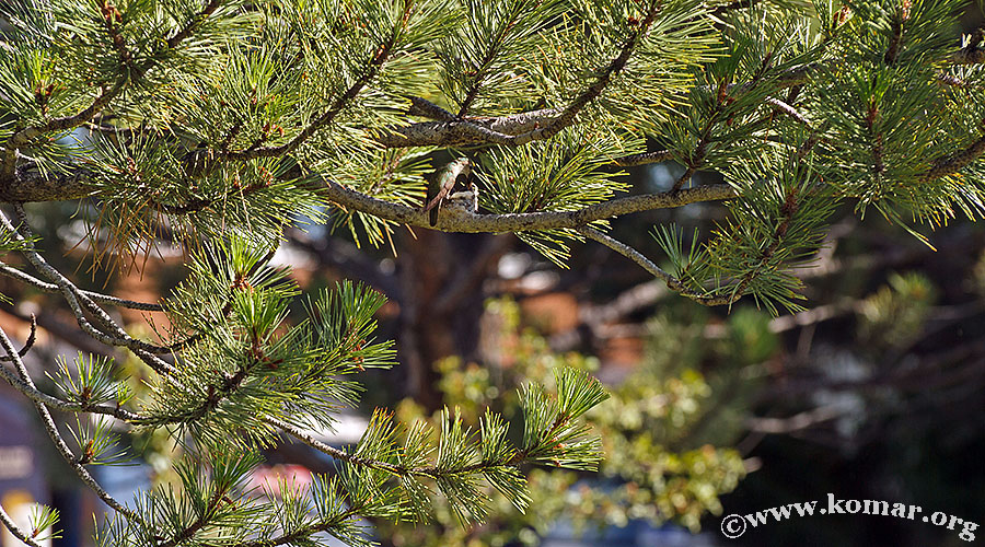 hummingbird nest 0715h