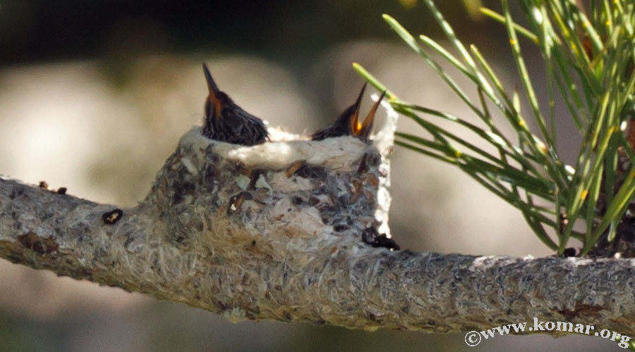 hungry baby Hummingingbirds