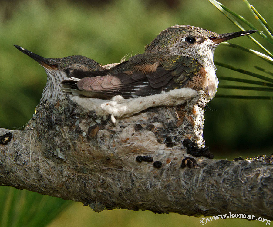 hummingbird nest 0722a
