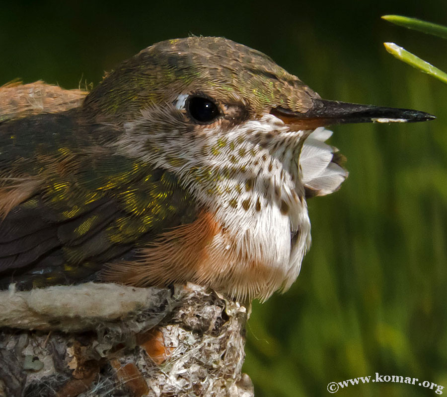 hummingbird nest 0722b