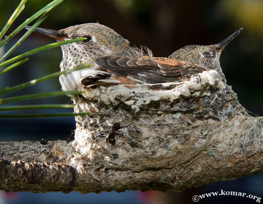 hummingbird nest 0722c