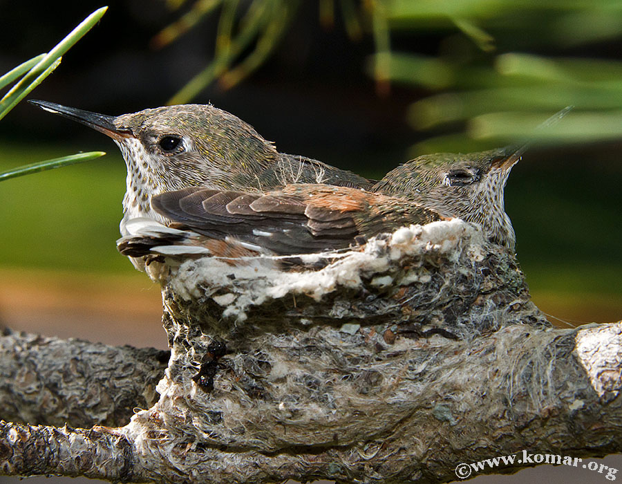 hummingbird nest 0722d