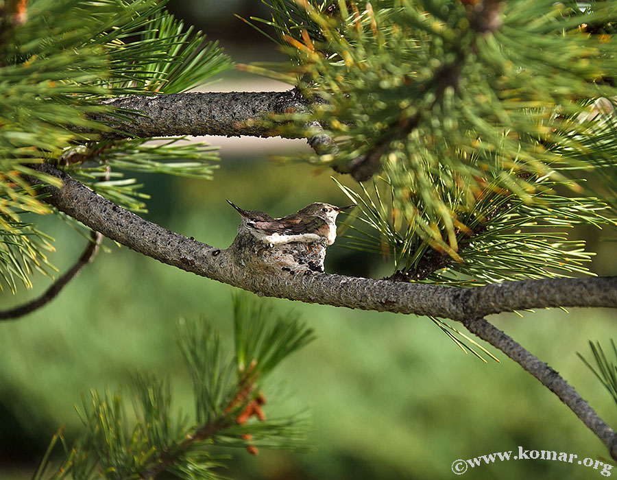 hummingbird nest 0722g