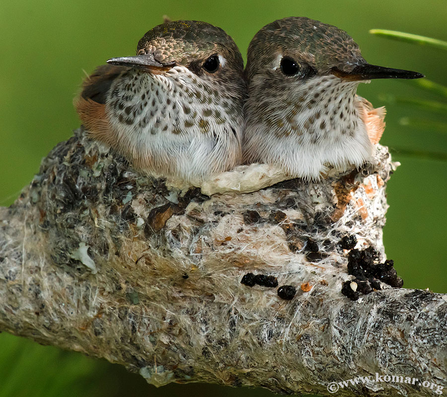 hummingbird nest 0723a