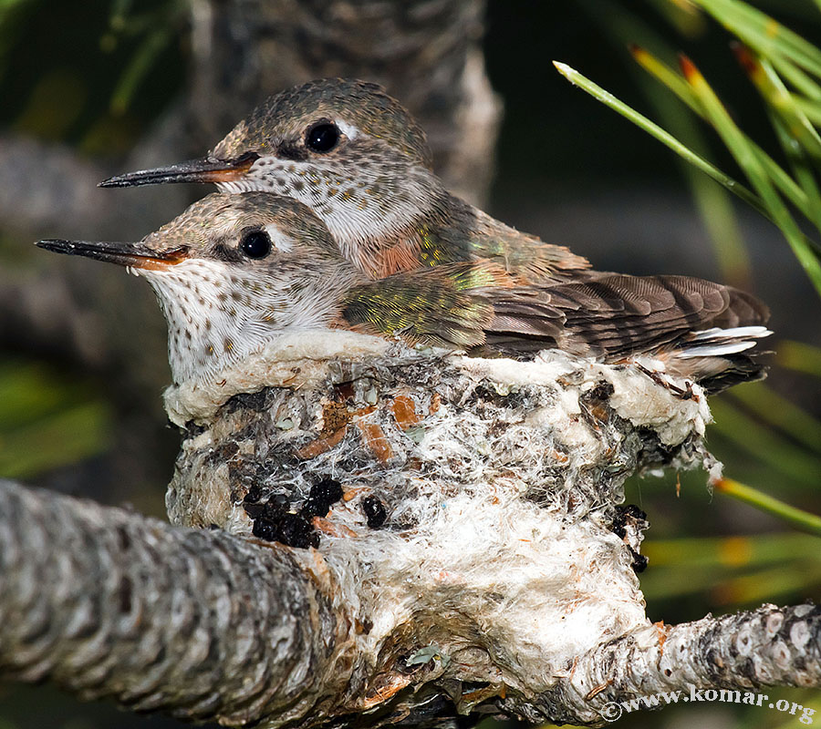 hummingbird nest 0723b