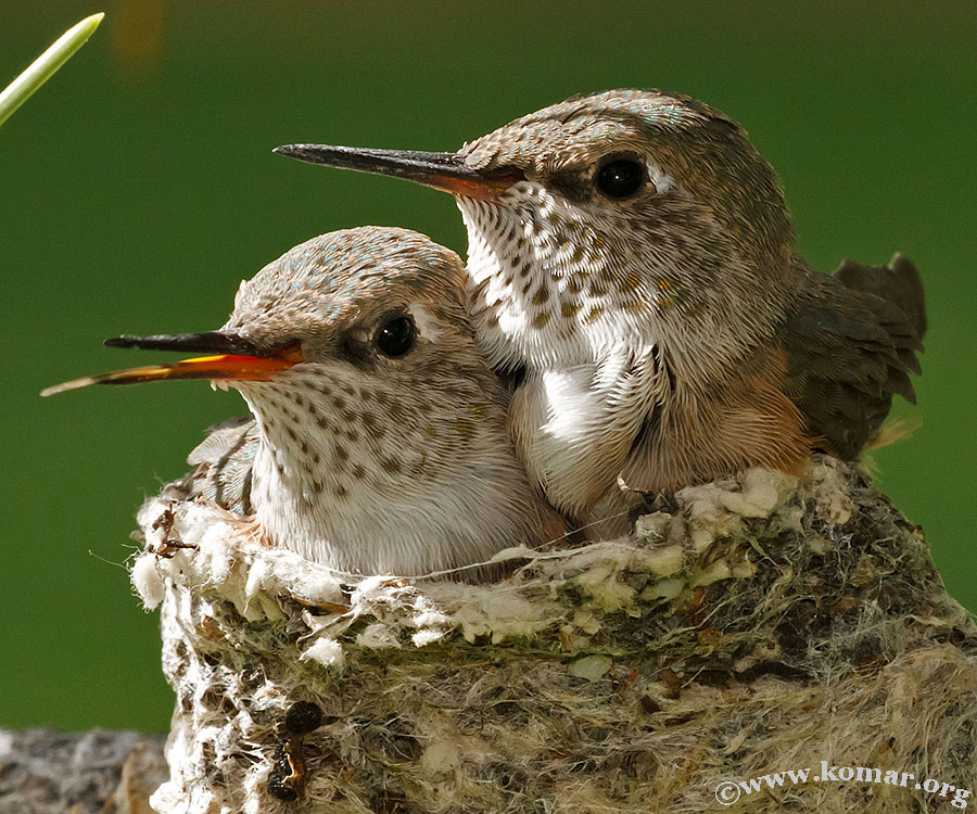 hummingbird baby sticks tongue out