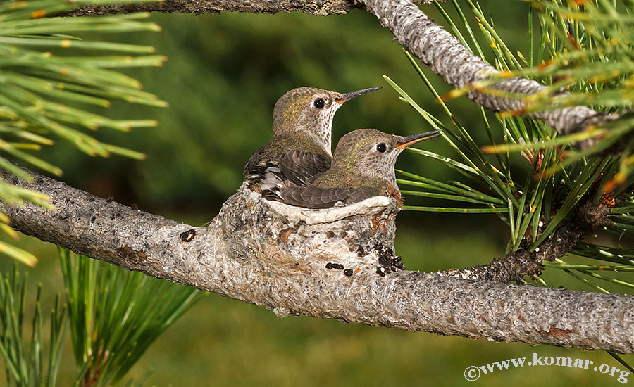baby Hummingingbirds in nest wide-angle