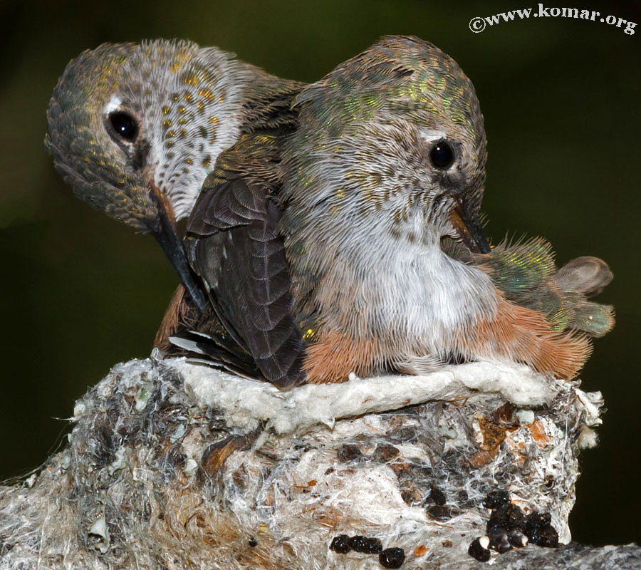 hummingbird nest 0624e