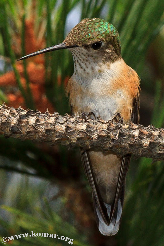 hummingbird nest 0624d