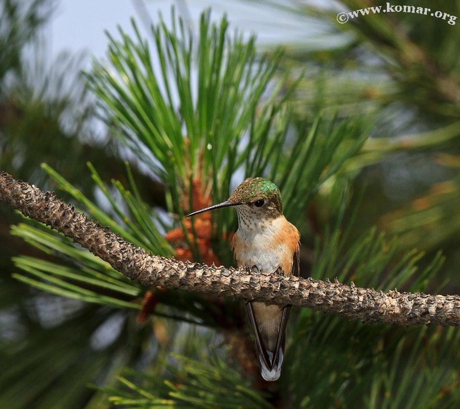 hummingbird nest 0624c