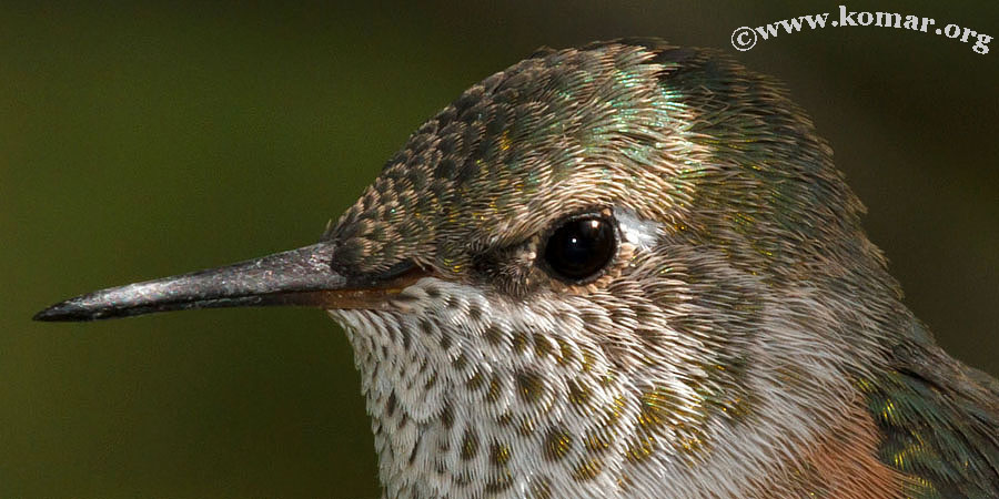 hummingbird nest 0624f