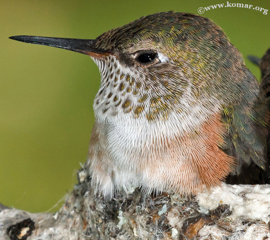 hummingbird nest 0624g