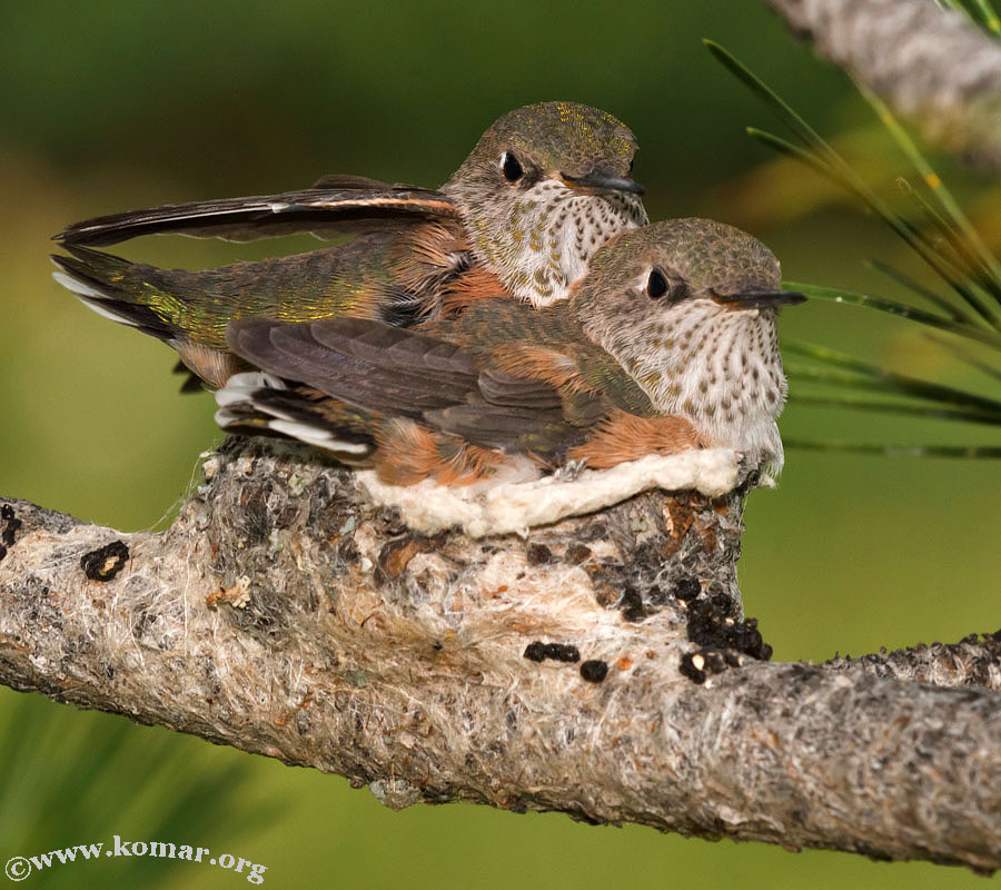 baby Hummingingbird look at camera 0624