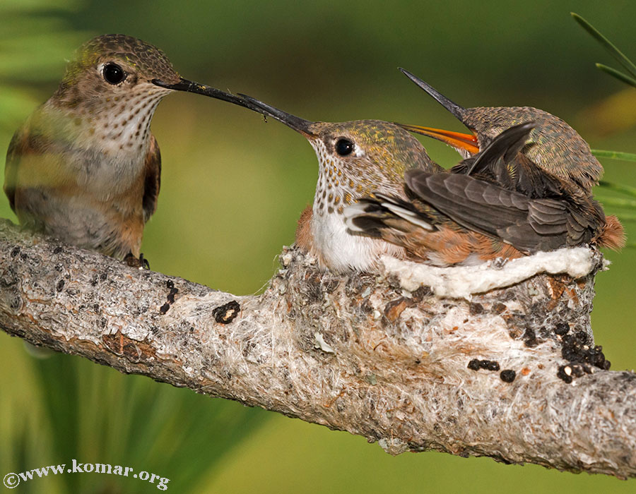 hummingbird nest 0624n