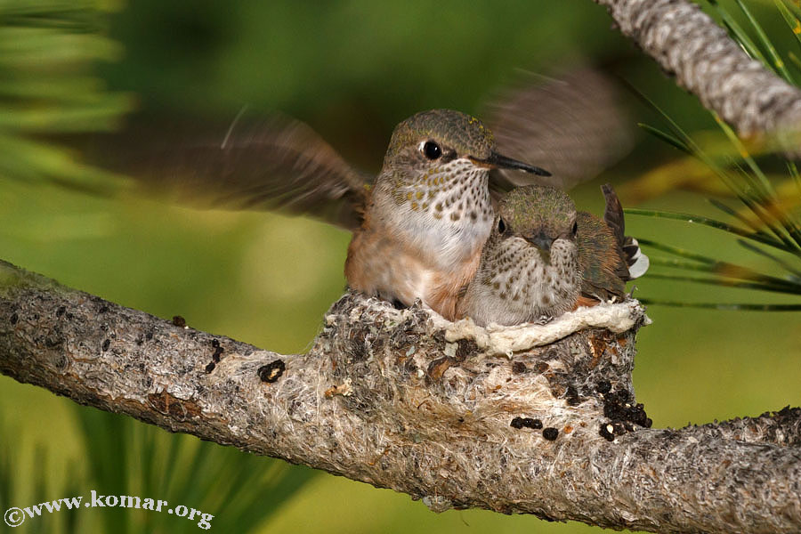 hummingbird nest 0624g