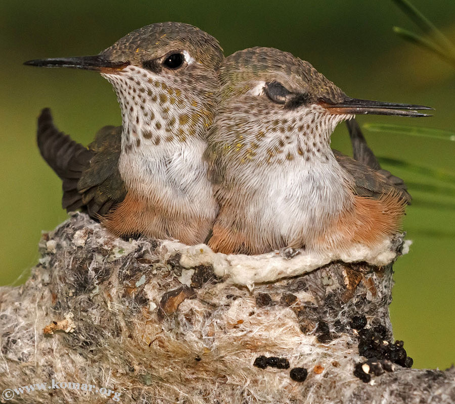 hummingbird nest 0624i