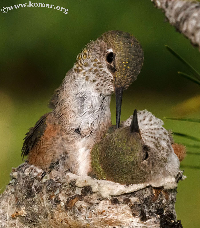 baby Hummingingbird hanging out 0624