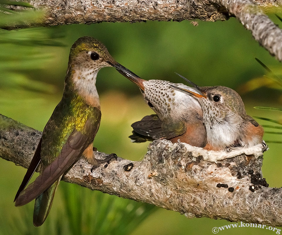 baby hummingbird nest