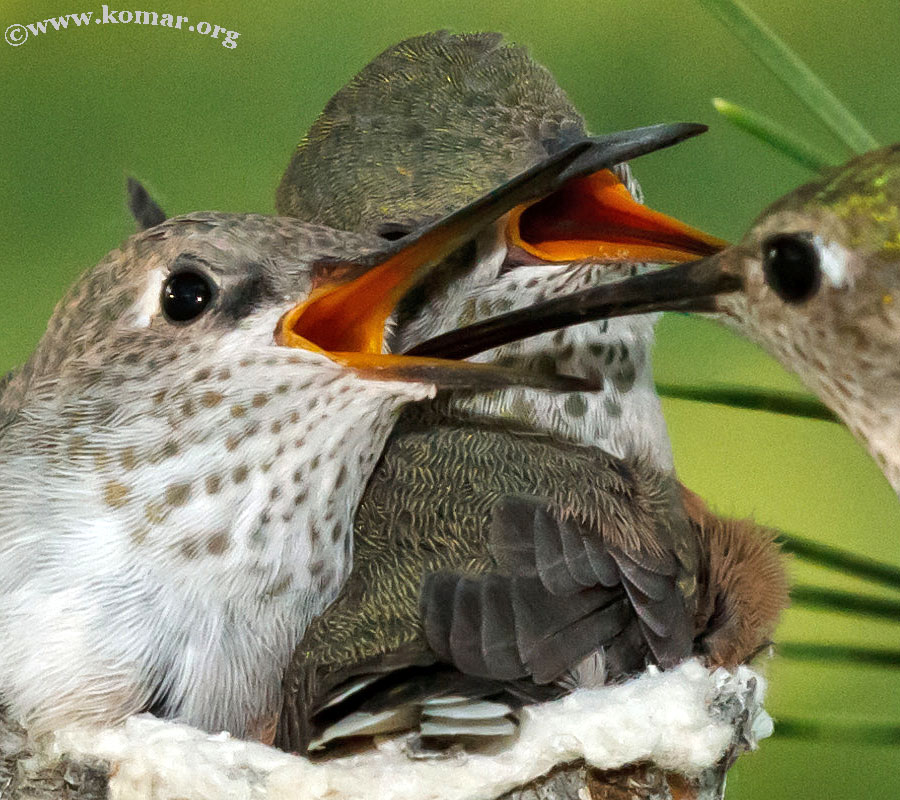 hummingbird nest 0624y