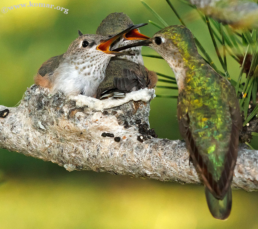 hummingbird nest 0624x