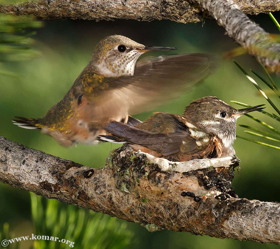 hummingbird nest 0625c