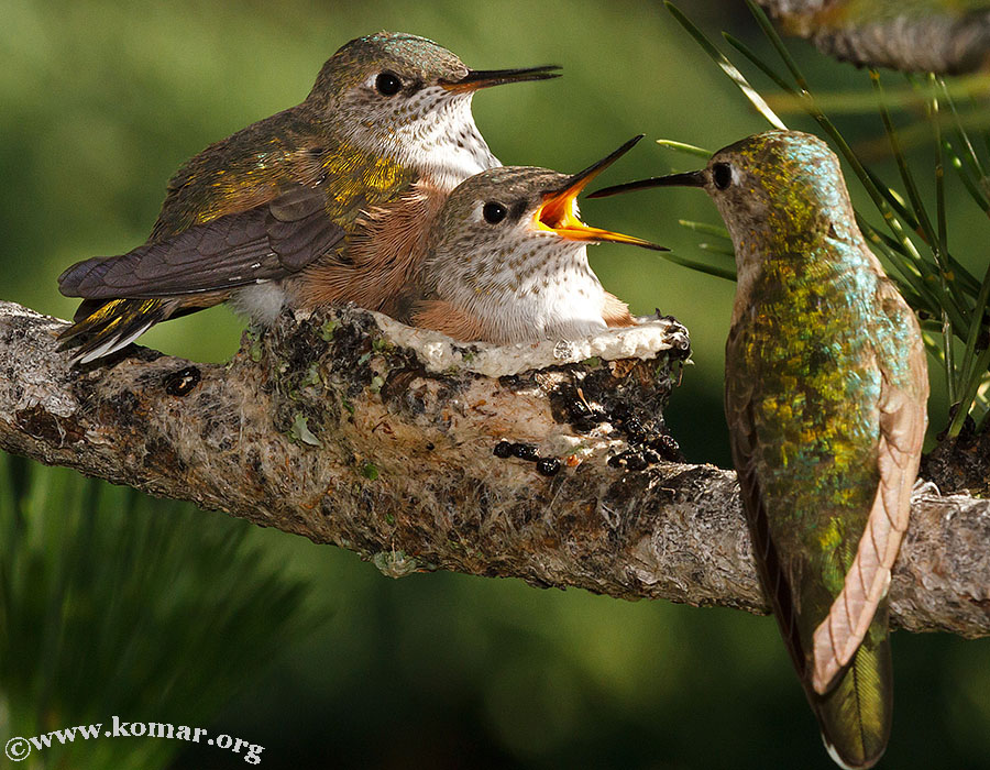 baby Hummingingbirds feed 3