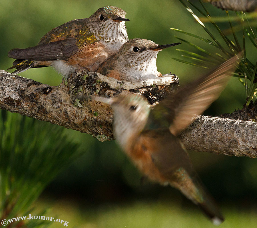 baby Hummingingbirds feed 1