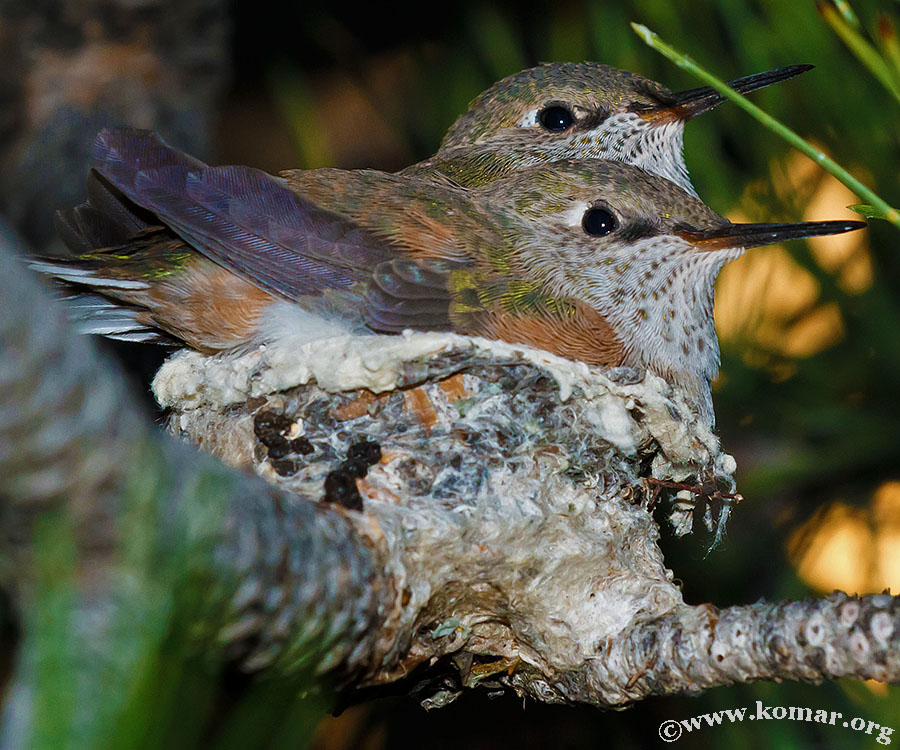 hummingbird nest 0625d