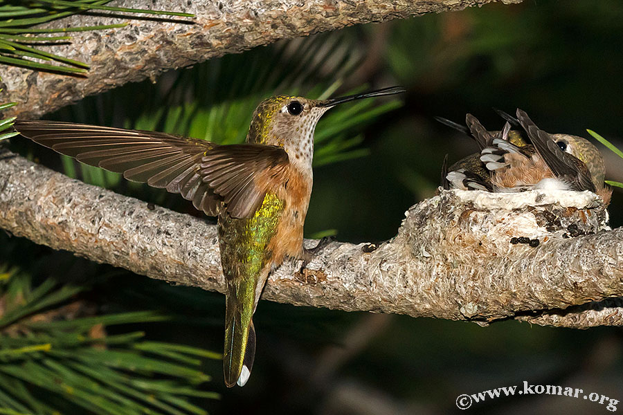 hummingbird baby last feeding