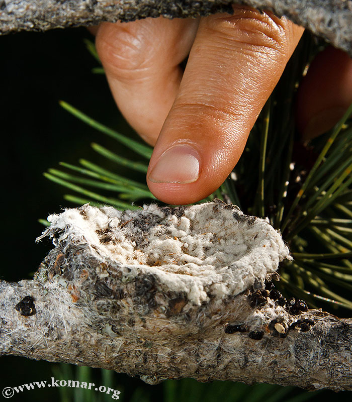 hummingbird nest 0626a