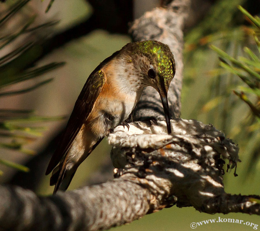 Momma Hummingingbird comes back