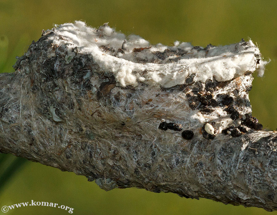 hummingbird nest 0626e