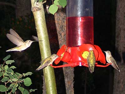 hummingbird night 1