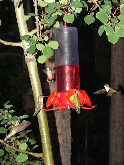 hummingbird night