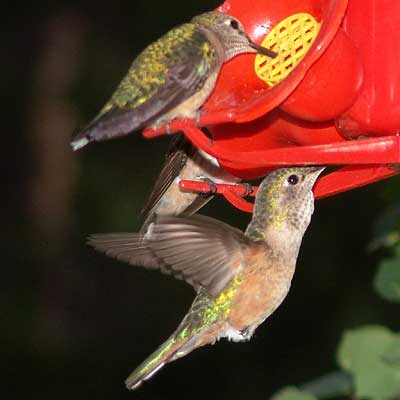 under bird feeder