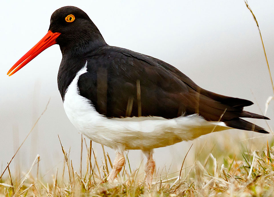 South Georgia Falkland Islands Lindblad National Geographic Explorer YYY04