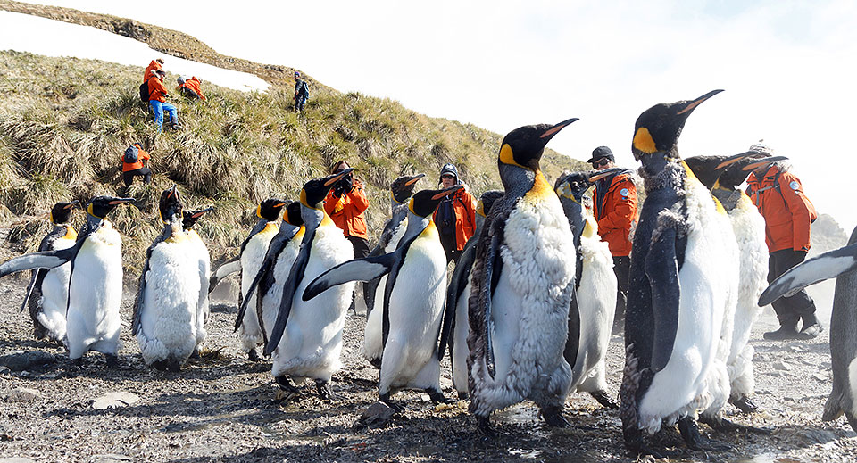 South Georgia Falkland Islands Lindblad National Geographic Explorer YYY07