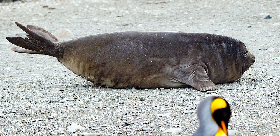 South Georgia Falkland Islands Lindblad National Geographic Explorer YYY05