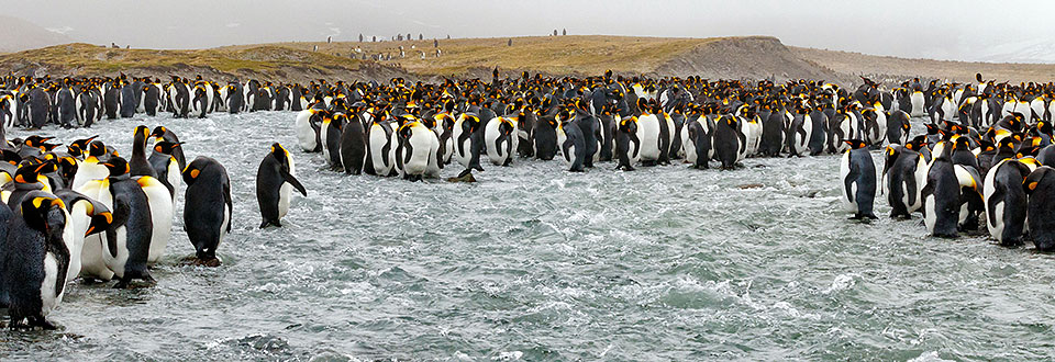 Falklands South Georgia YYY01