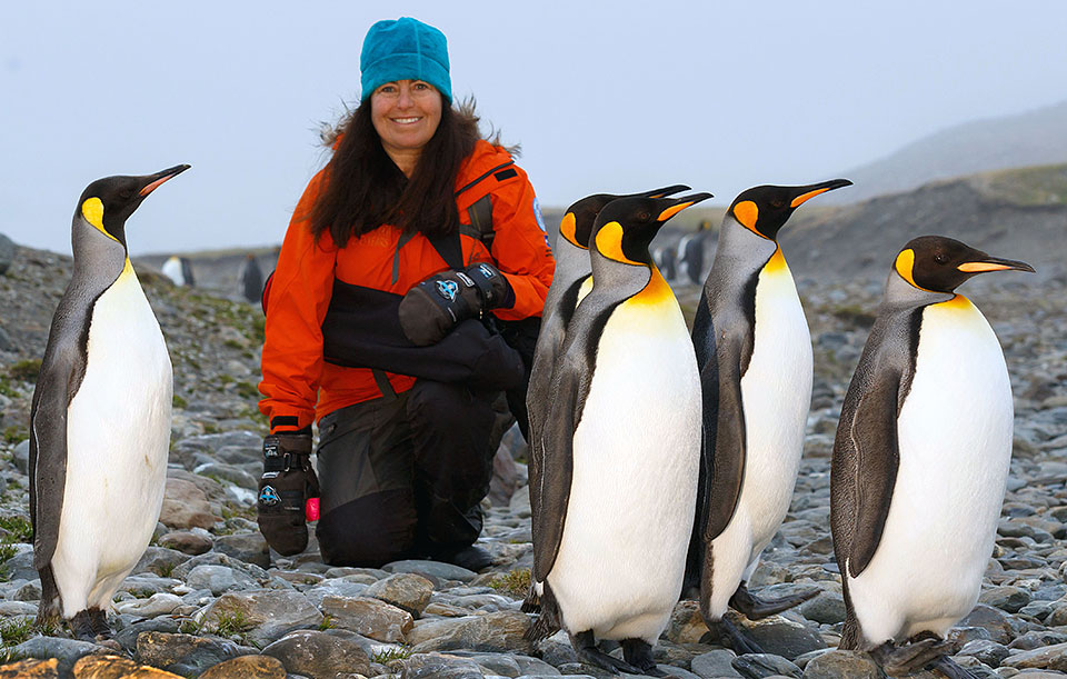 south georgia penguins