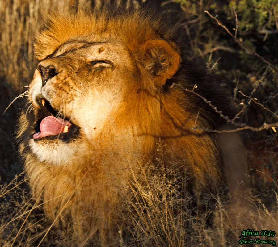 africa lion roar