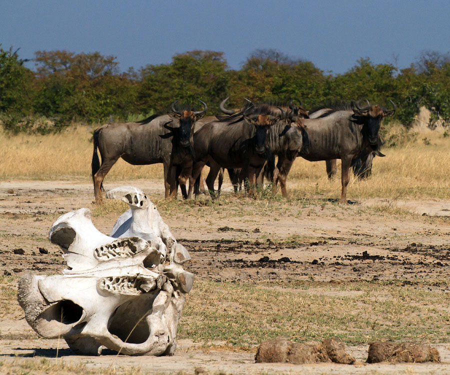 africa safari YYY