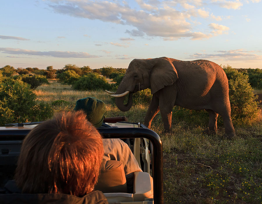 africa safari YYY